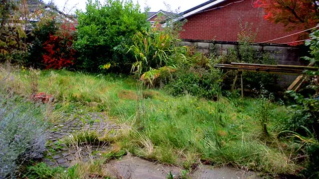 overgrown garden in Aspull before