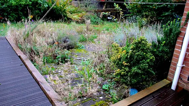 Overgrown garden in Aspull Wigan before