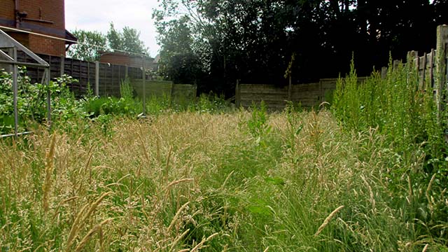 dense weed infested garden