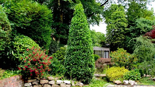 Natural shape finished conifer pruning