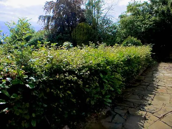 Overgrown hedge ready for cutting