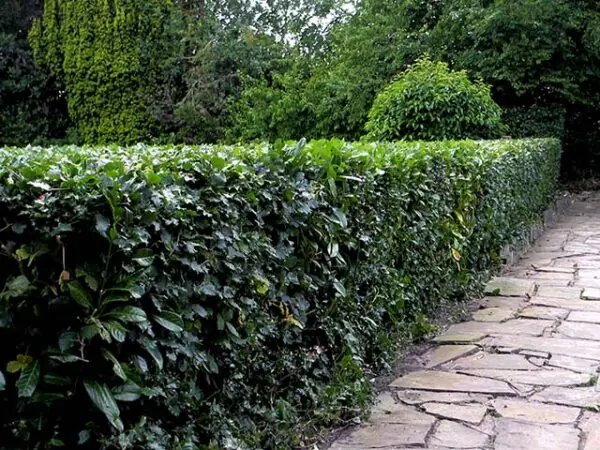 trimmed hedge looking neat and tidy