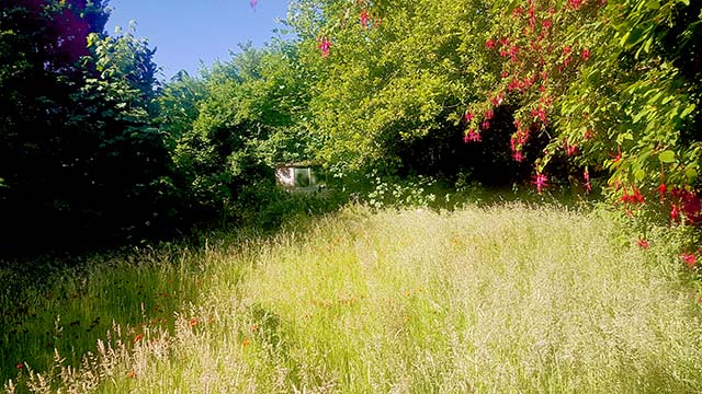 overgrown garden in Hindley, Wigan