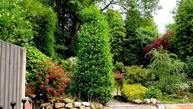 overgrown tall conifer before pruning