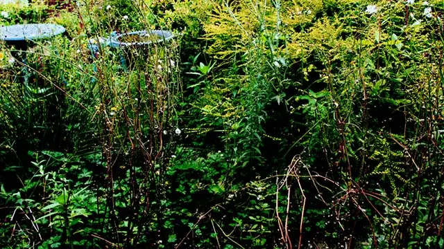 clearing overgrown garden