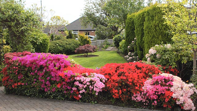 Full colour Azalea featured garden