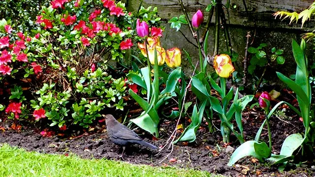 Blackbird Rooting for food amongst spring flowers