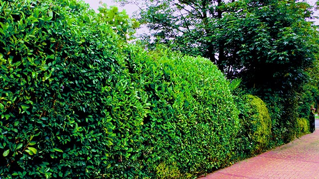 lose natural style hedge cutting on driveway