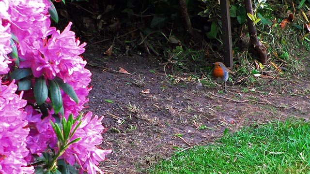 Robin Red Breast on The Hunt For Food