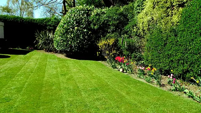 Spring Tall Mature Laurel Shrub Pruning