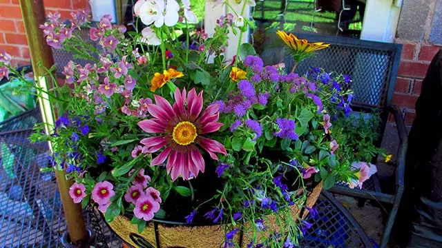 Vibrant Healthy Hanging Baskets