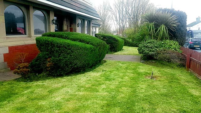 Shrub pruning for commercial restaurant in Wigan