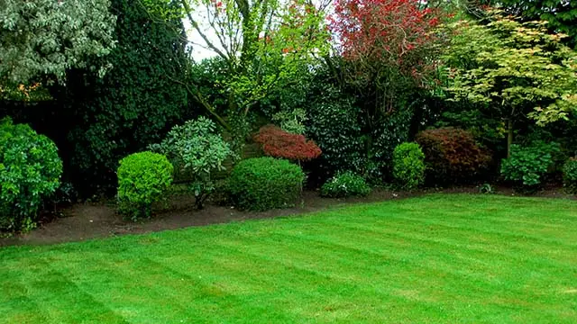 trimming shrubs and bushes