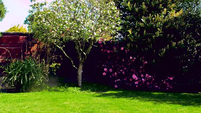 apple tree pruning for more light and larger yields