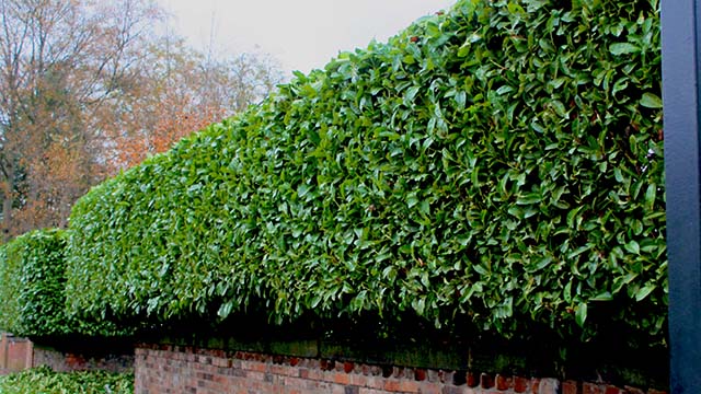 pruning laurel hedge