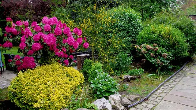 Evergreen border planting