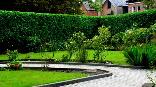 privacy tall hedge cutting in natural style