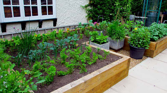 organic vegetables in raised bed