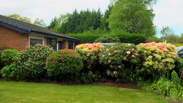 defining overgrown shrubs