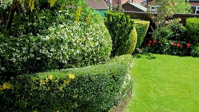 amazing display of pruning shrubs creating healthy growth and aesthetically pleasing shaping