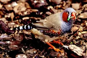 Home bred prize winning zebra finches 