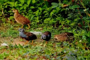 Home hatched hand reared Quale's 