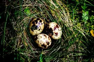 Typical Quails eggs in nest