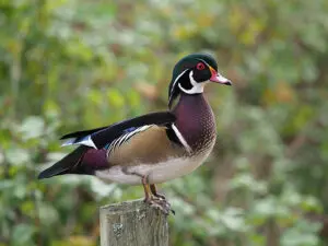 Colourful tree duck bred in our garden