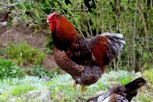 Bantam cockerel Hens 