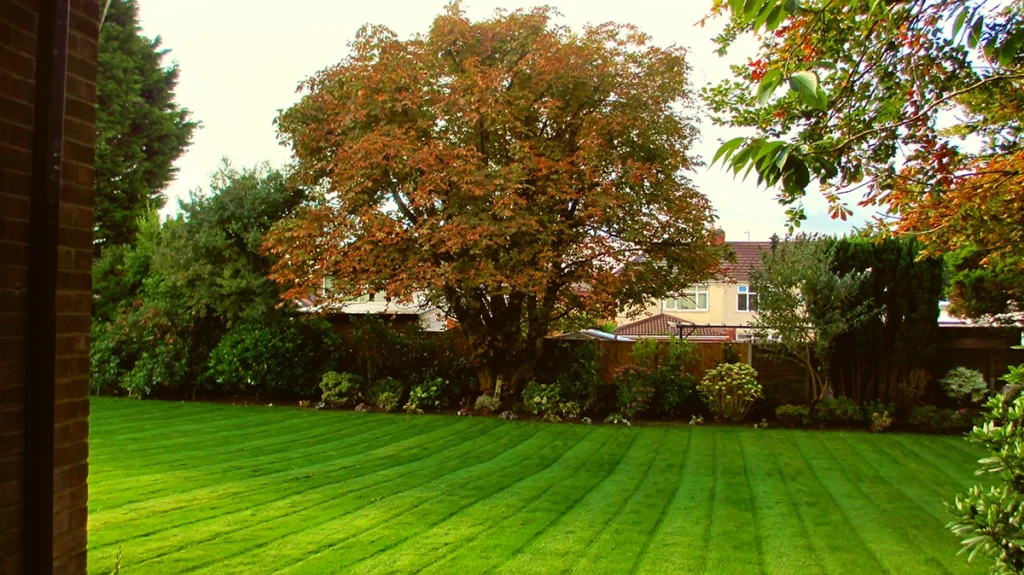 professional lawn mowing service with neat trimmed edges and stripes